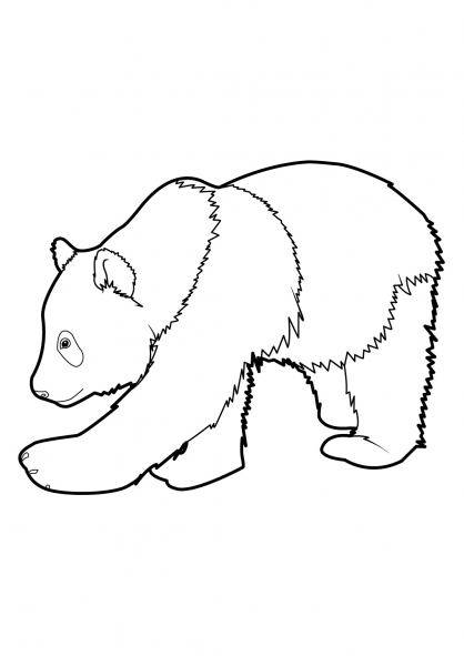Panda #7571