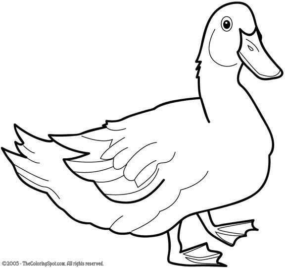 Pato #7639