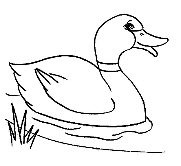 Pato #7640