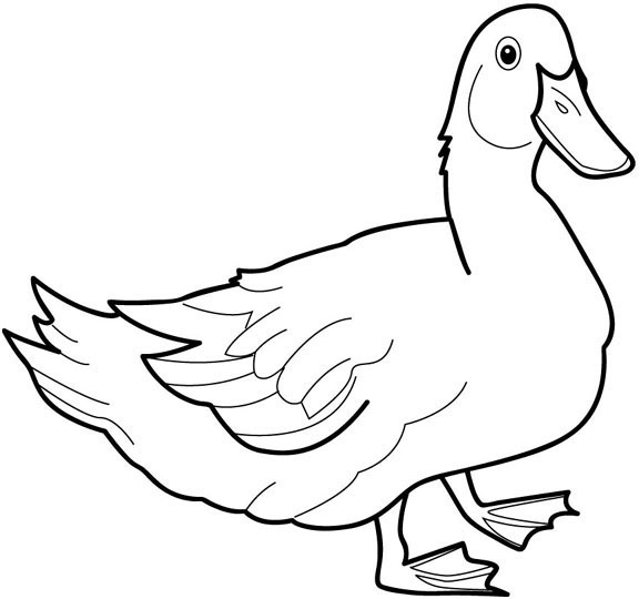 Pato #7642