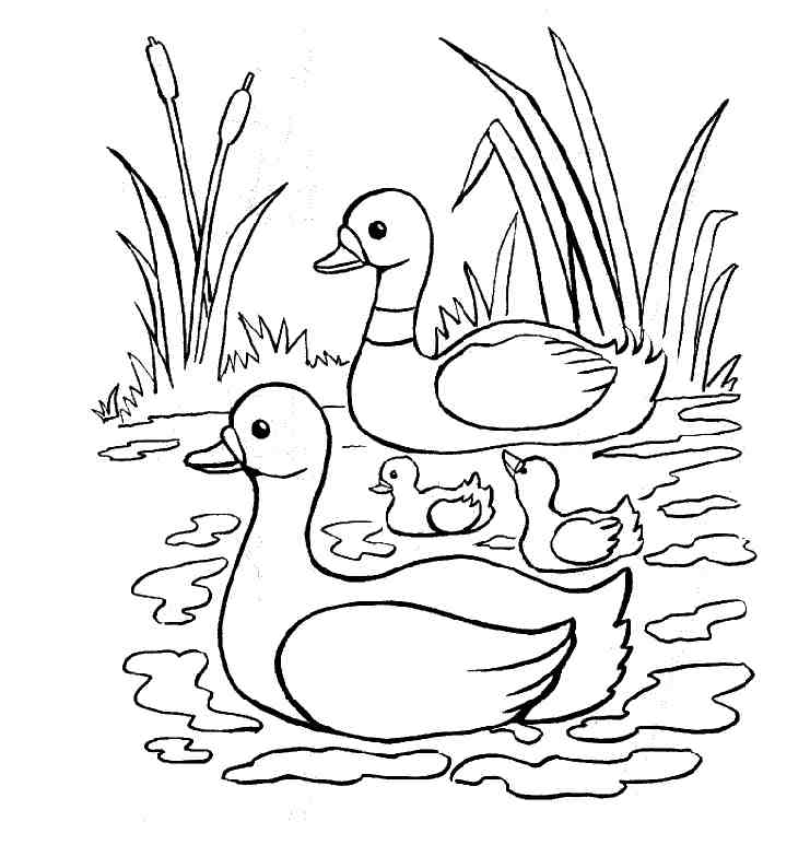 Pato #7644