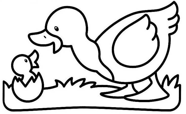 Pato #7647