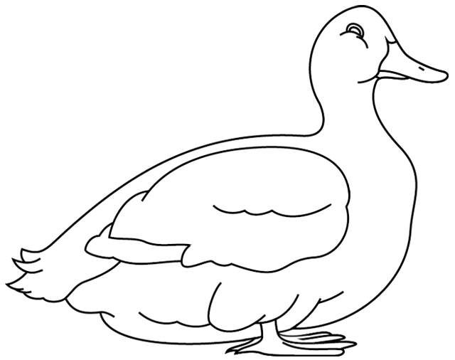 Pato #7654