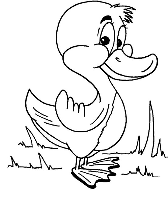 Pato #7656