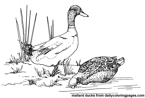 Pato #7657