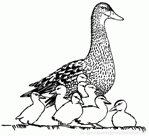Pato #7663