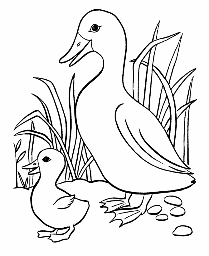 Pato #7664