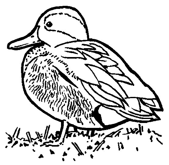 Pato #7670