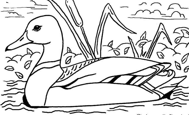 Pato #7671