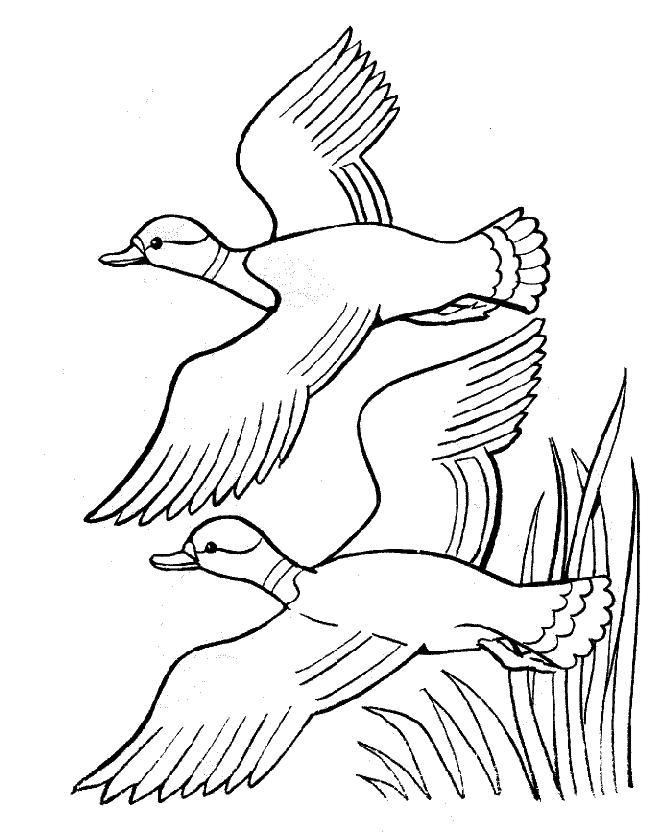 Pato #7679