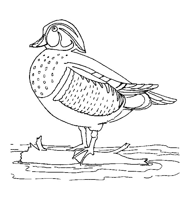 Pato #7695