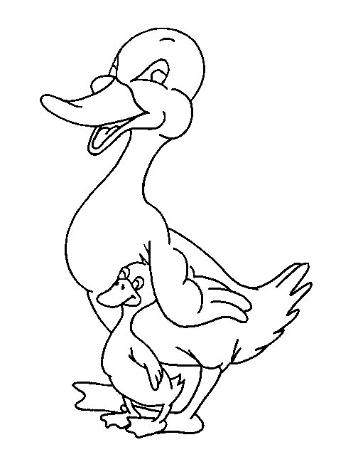 Pato #7698