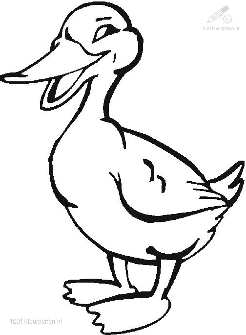 Pato #7700