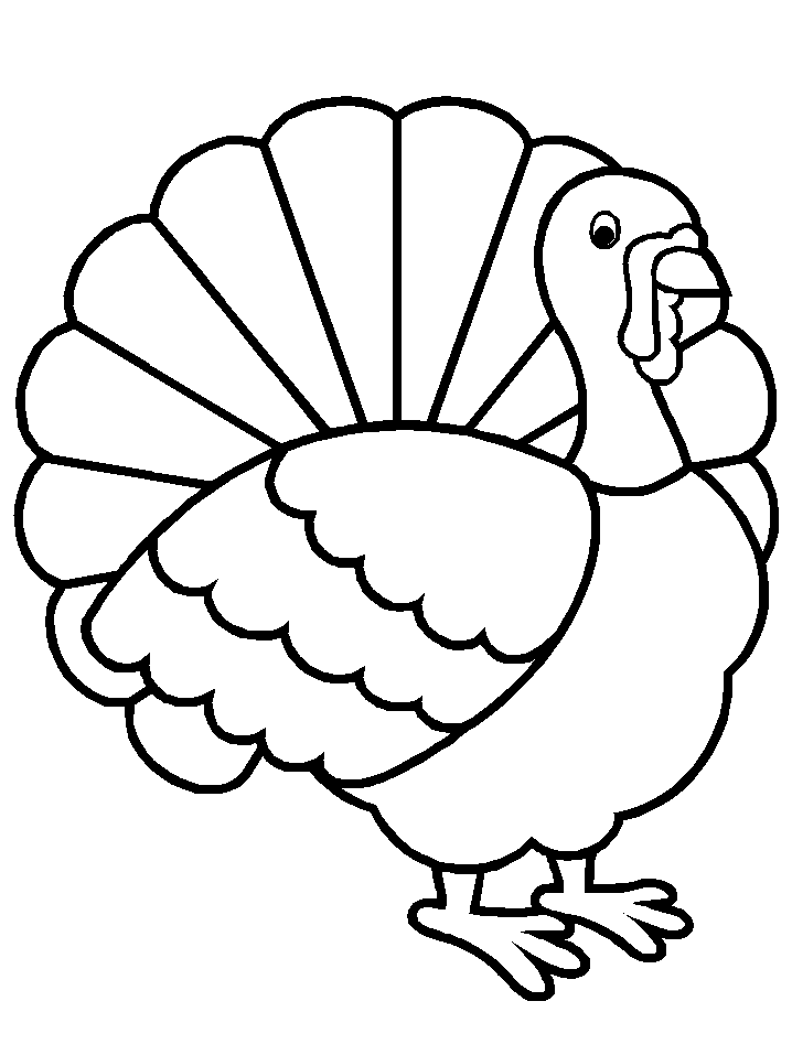 Pavo #7708