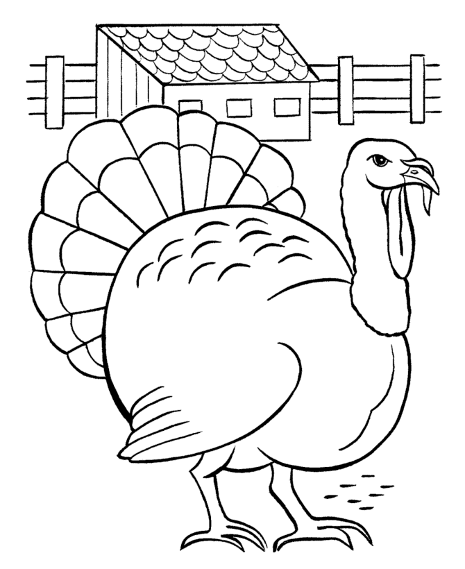 Pavo #7710