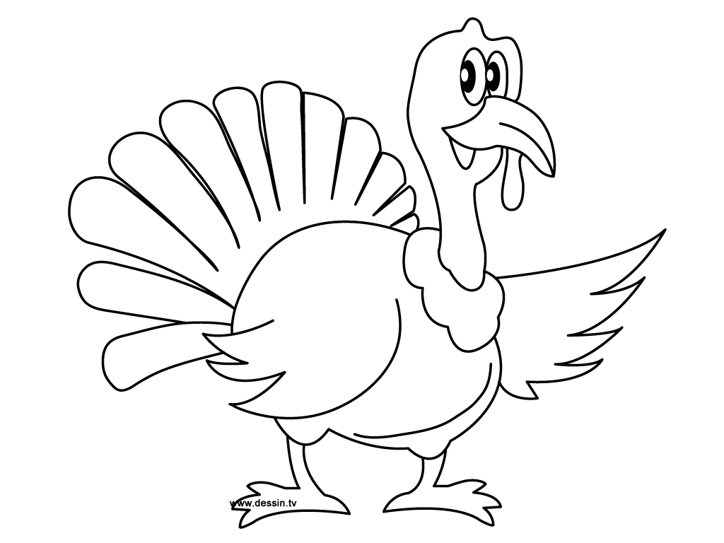 Pavo #7712