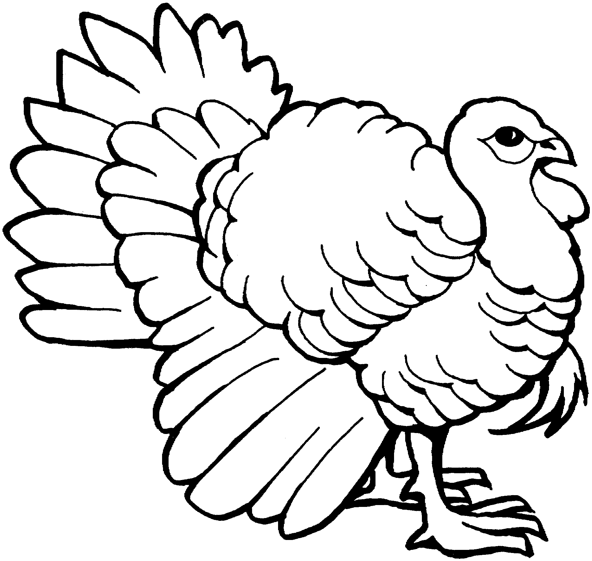 Pavo #7713
