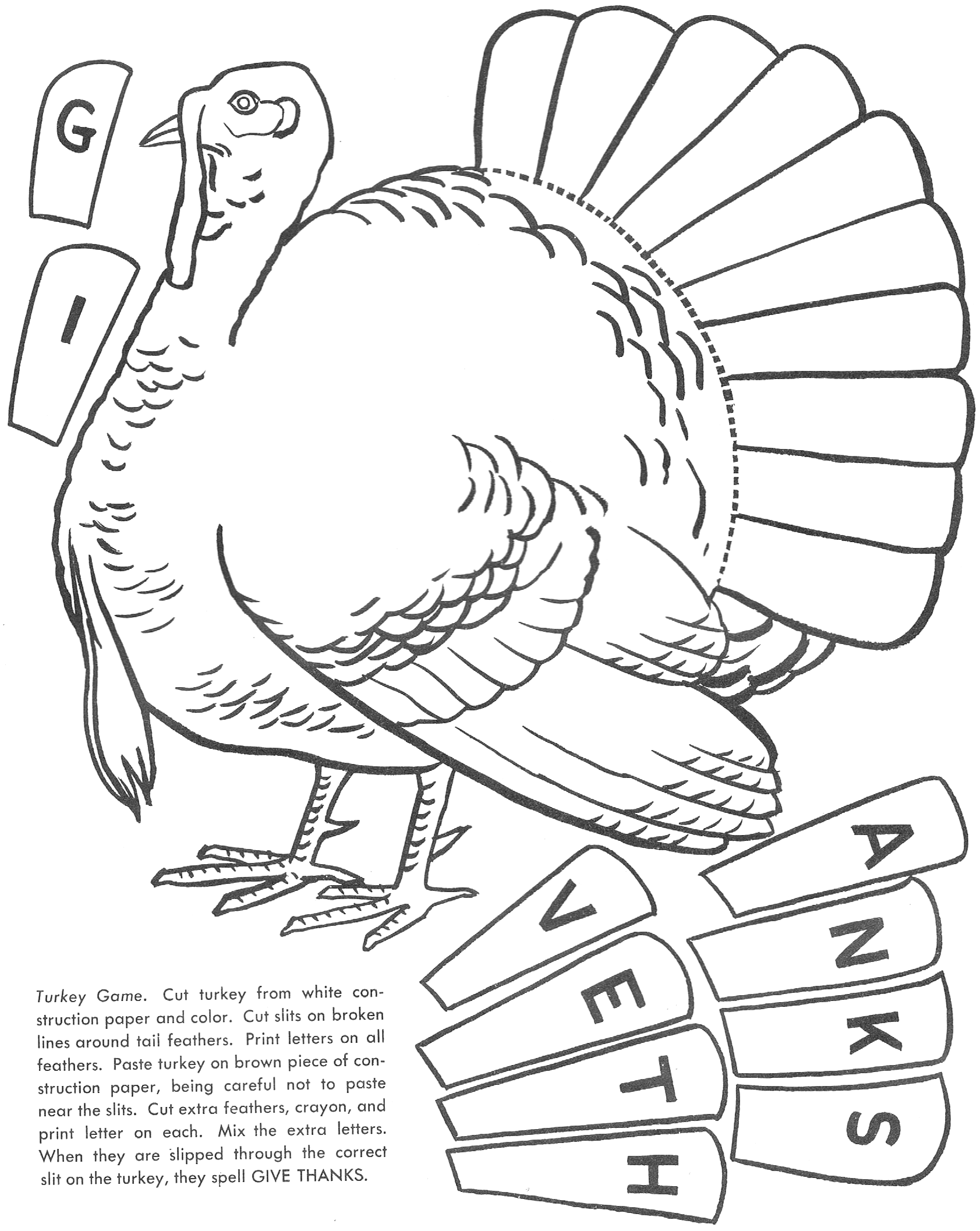 Pavo #7716