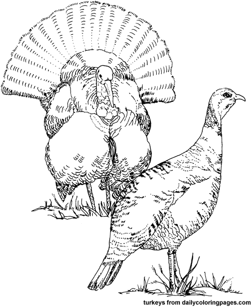 Pavo #7717