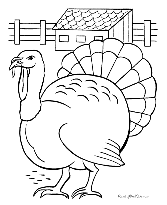 Pavo #7722