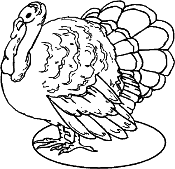 Pavo #7723