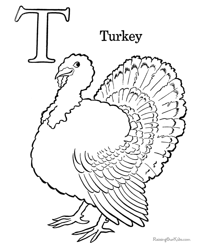 Pavo #7725