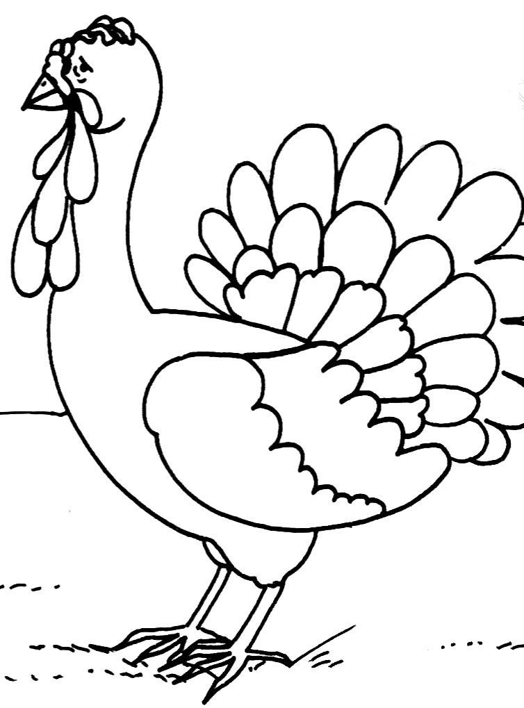 Pavo #7730