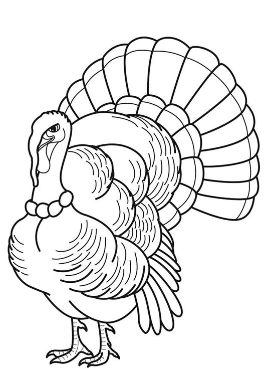 Pavo #7737