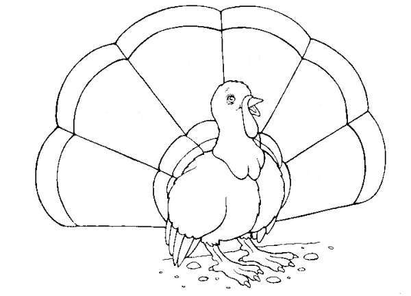 Pavo #7738