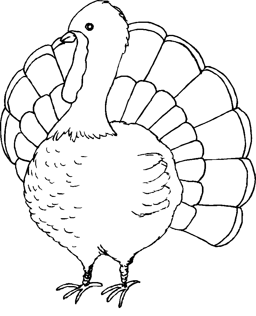 Pavo #7741
