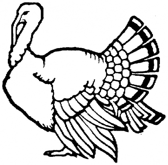 Pavo #7745