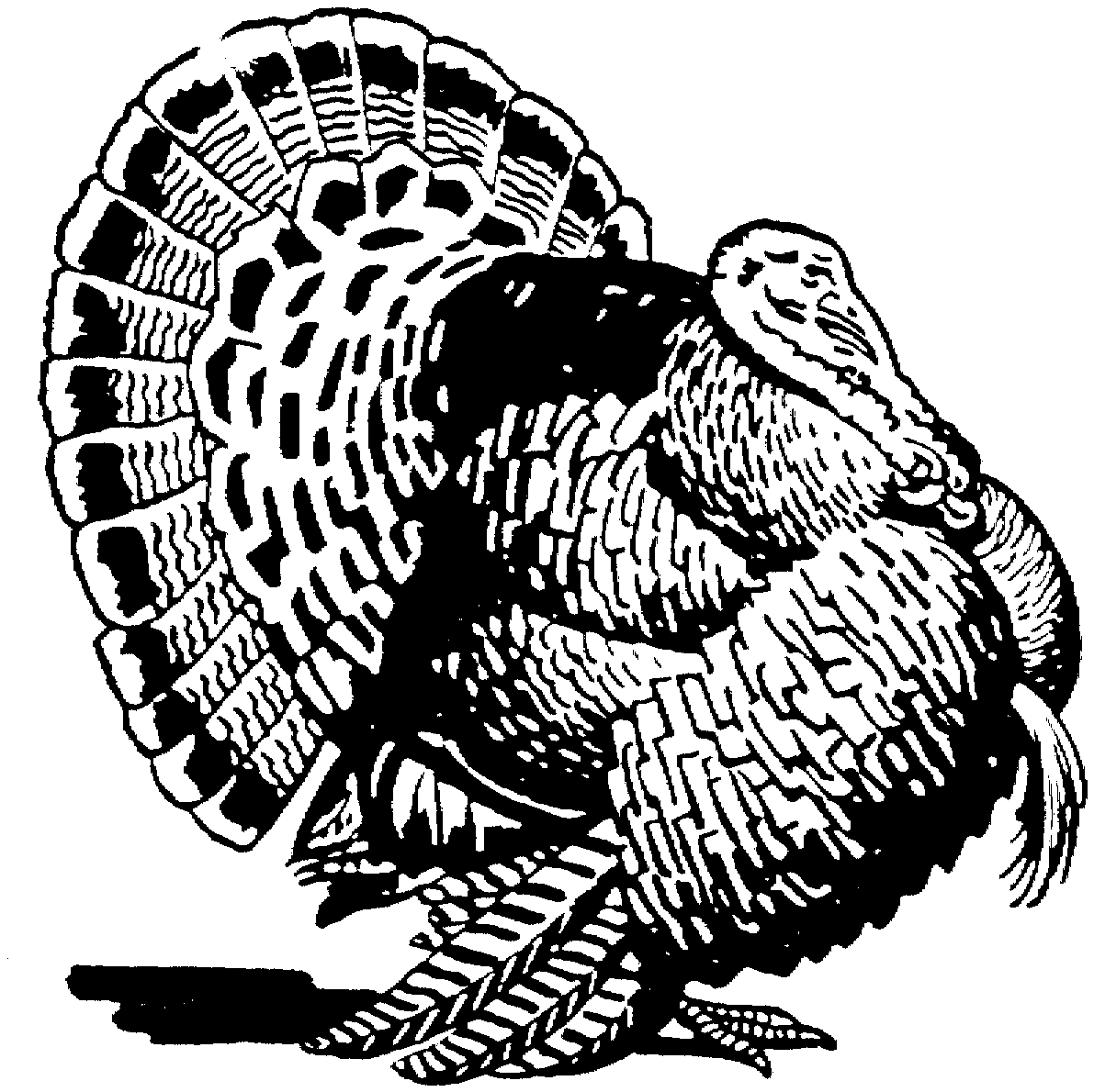 Pavo #7746