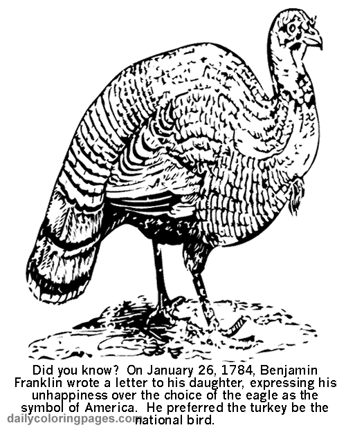 Pavo #7747
