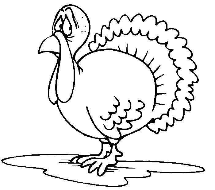 Pavo #7749