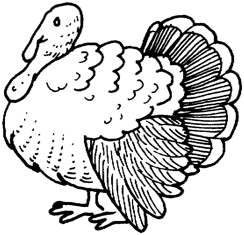 Pavo #7751