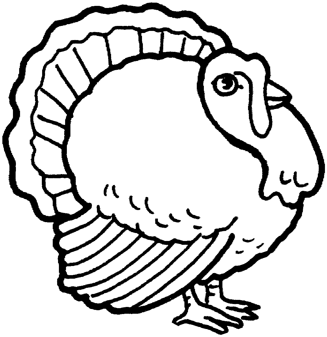 Pavo #7753