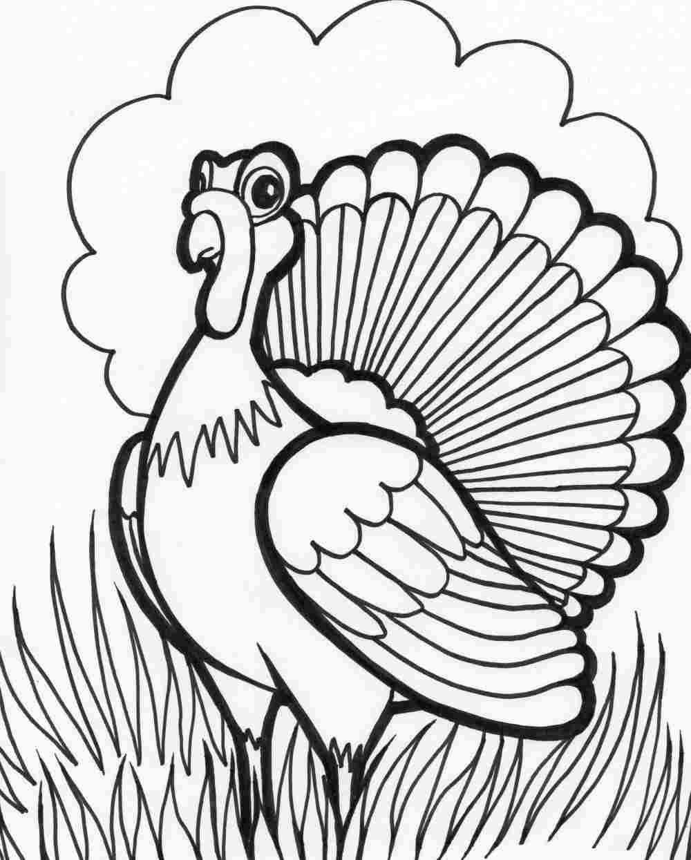 Pavo #7754