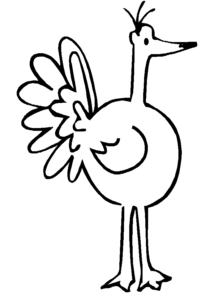 Pavo #7779
