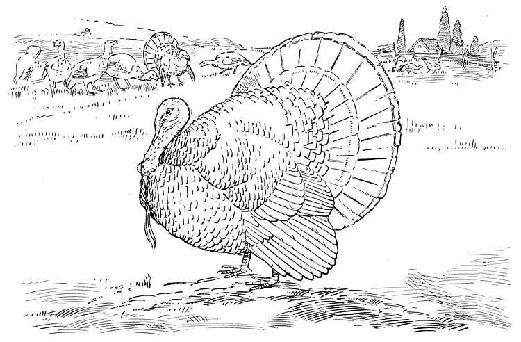 Pavo #7784