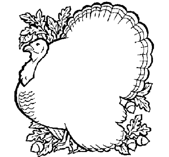 Pavo #7786