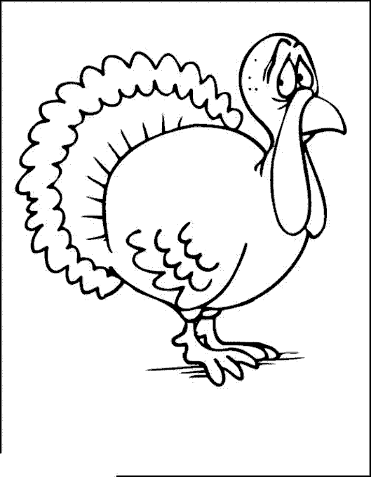 Pavo #7787