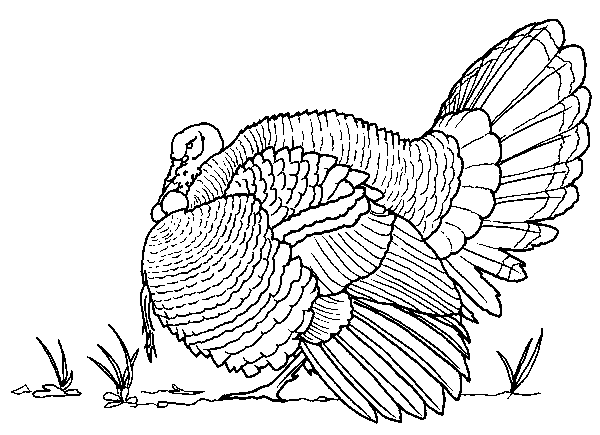Pavo #7789
