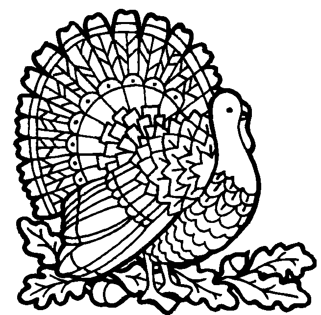 Pavo #7791