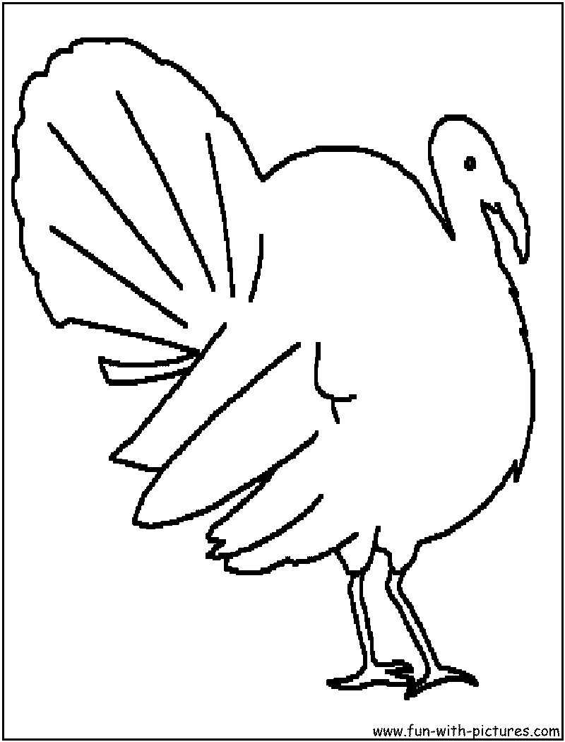 Pavo #7792