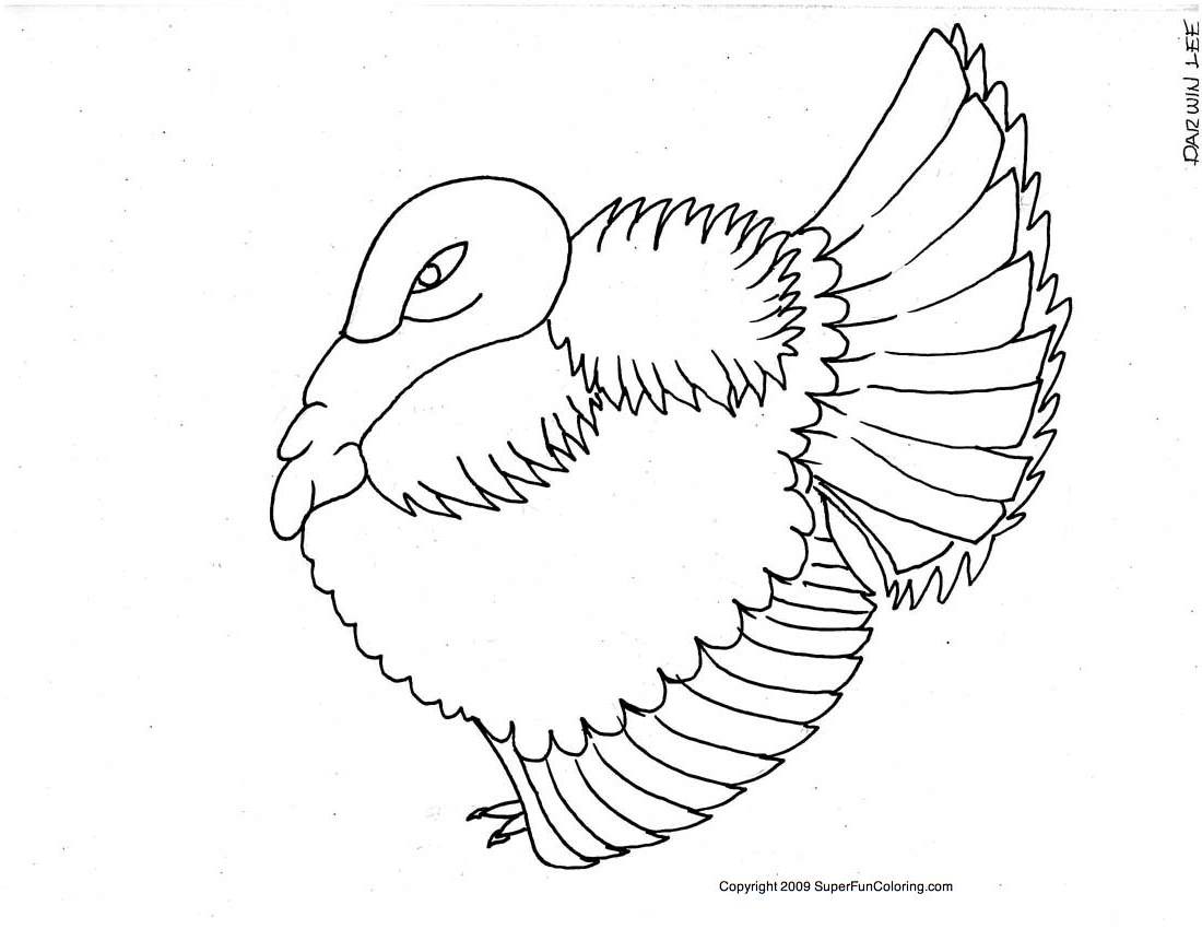 Pavo #7795