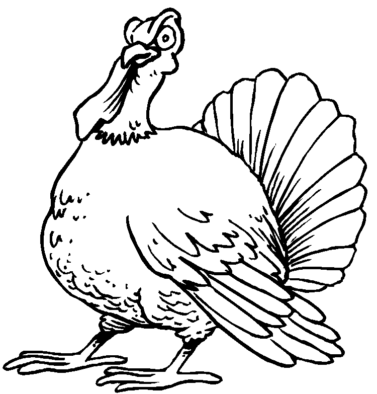 Pavo #7798