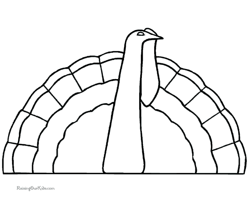Pavo #7799