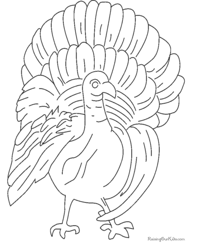 Pavo #7809