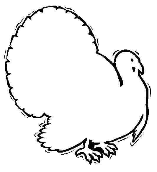 Pavo #7812