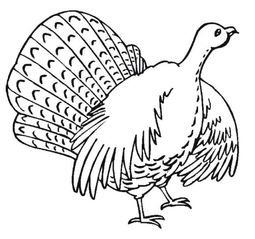 Pavo #7816